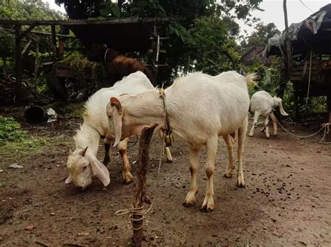 Idul Adha Segera Tiba Ini Cara Memilih Hewan Kurban Sesuai Syariat