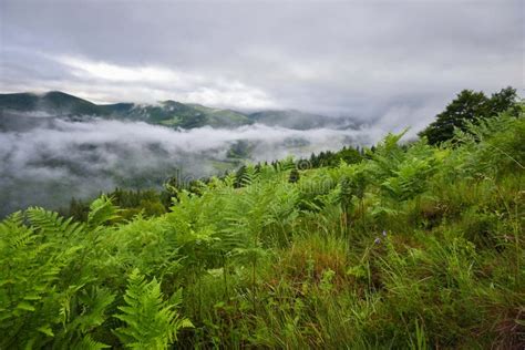 Splendid Mountain Valley Is Covered With Fog After The Rain With Green