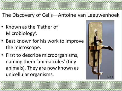 The Discovery Of Cells Slide Show Teaching Resources