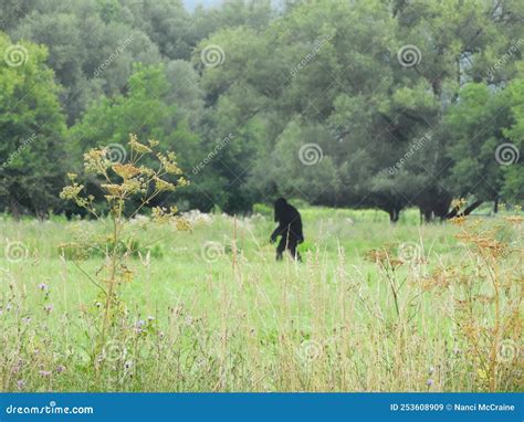 Bigfoot Wanders Through Field At Daybreak Stock Image Image Of Almas