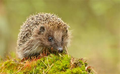 Egel | Natuurpunt
