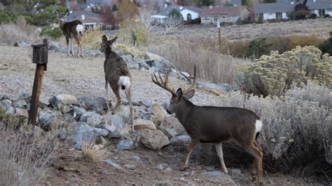 Nevada Sees Mule Deer Decline from Above, Connects Dots with GIS