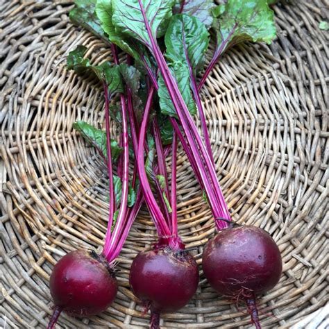 Beets - Deep Harvest Farm