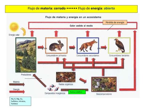 Ppt La Energ A En El Ecosistema Flujo De Materia Y Energ A En El