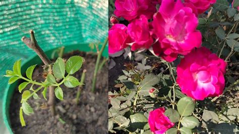 How To Grow Rose Cutting Rose Cutting Grow In Simple Technic गुलाब