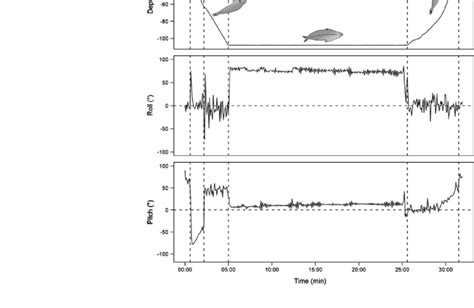 Dive depth, roll and pitch angles of a type C c dive. The orientation ...