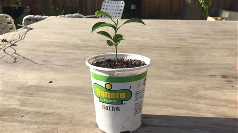 Repot Your Citrus Tree Today YouTube