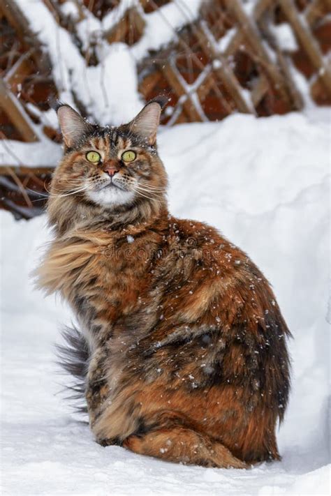 Big Maine Coon Cat Portrait. Cat Under the Snow in the Winter. Stock ...