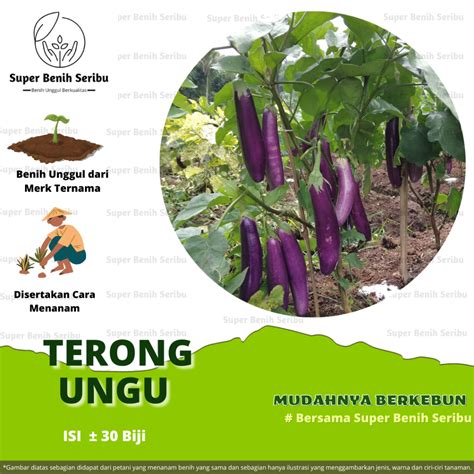 Jual Benih Terong Ungu Panjang F Tangguh Unggul Berkualitas Benih