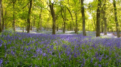 Bluebell Woods Blanketing These Ancient Woods With Their D Flickr