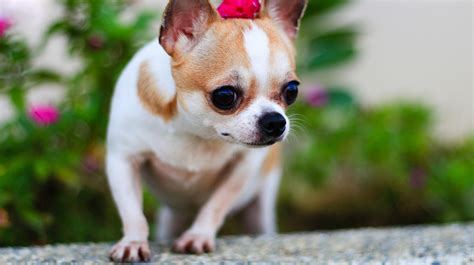 Chihuahua Wallpapers - Wallpaper Cave