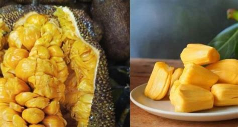 Serupa Tapi Tak Sama Ini Perbedaan Antara Cempedak Dan Nangka