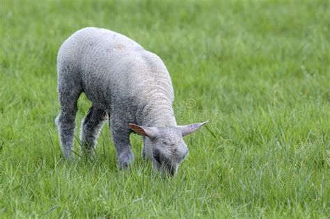 Cute Lamb Eating Grass At Abcoude The Netherlands 5 5 2024 Stock Photo