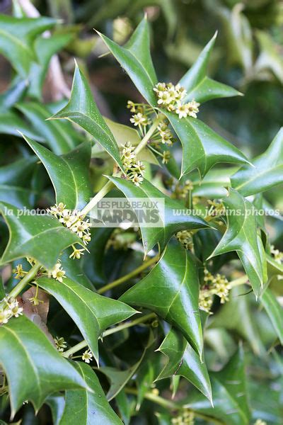 La Photothèque Les Plus Beaux Jardins Ilex Cornuta Lindl And Paxton