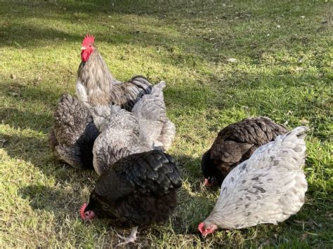 Splash and Blue Australorp Fertile Eggs | EggSellent.com.au