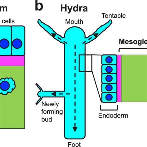 Schematics Of The Three Extracellular Matrices Ecms A And B And