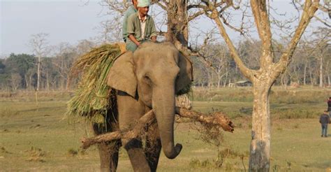 Excursión de 3 días a la Jungla de Chitwan en Nepal desde Katmandú