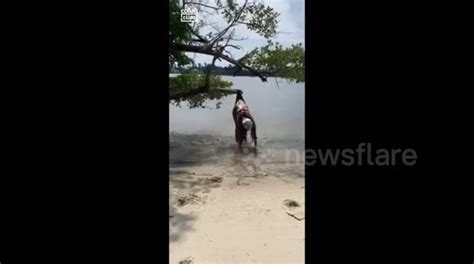 Bikini Bottom Gets Stuck On Branch After Lady Jumps Off Buy Sell Or Upload Video Content With