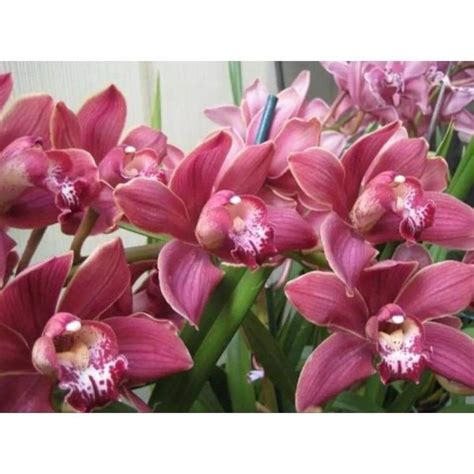 Jual Seedling Anggrek Dendrobium Merah Muda Dendrobium Hybrid Cod