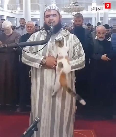 Cat Jumps On Imam Leading Ramadan Prayers R Nonononoyes