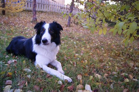 How Much Do Border Collies Shed? (All You Need to Know!) - Animals HQ