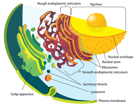 Relationship Between Endoplasmic Reticulum and Golgi Apparatus ...