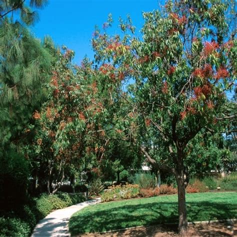 Pistacia Chinensis Keith Davey Chinese Pistachio 15 Siteone