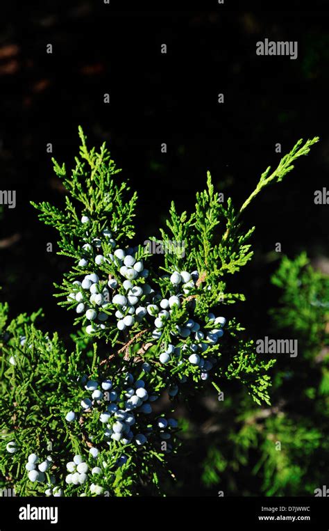 Juniperus Virginiana Eastern Red Cedar Red Cedar Eastern Juniper