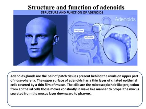 Homeopathic Medicines For Adenoids Treatment Ppt