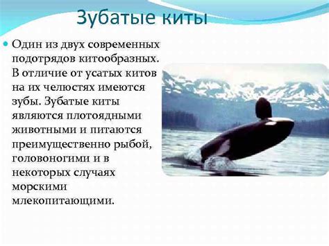 Китообразные Выполняла Ефремова Мария Ученица 7 Б класса