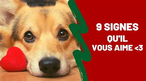 Signes Qui Montrent Que Votre Chien Vous Aime Fort Youtube