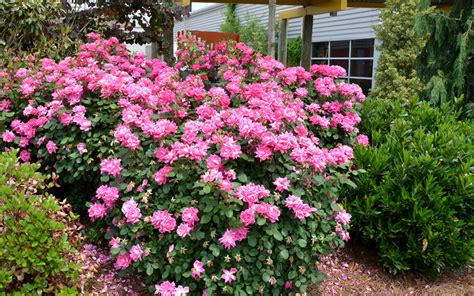 Buy Pink Double Knock Out Rose FREE SHIPPING Wilson Bros Gardens