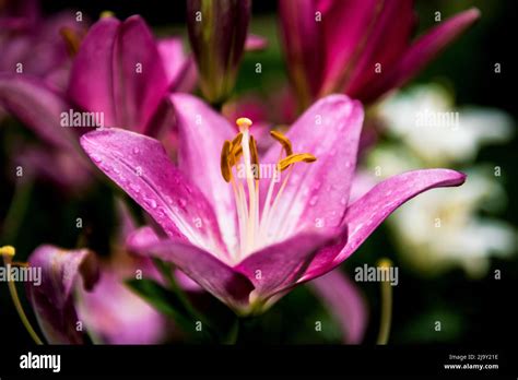 The beautiful pink lily,Lilium longiflorum Thunberg in garden Stock ...