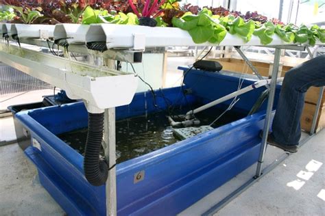 Aquaponics Nft Diy Nft Barry Lyndon