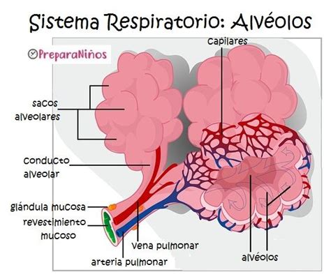 ¿qué Son Los Alvéolos Para Niños De Primaria Alveolos Pulmonares