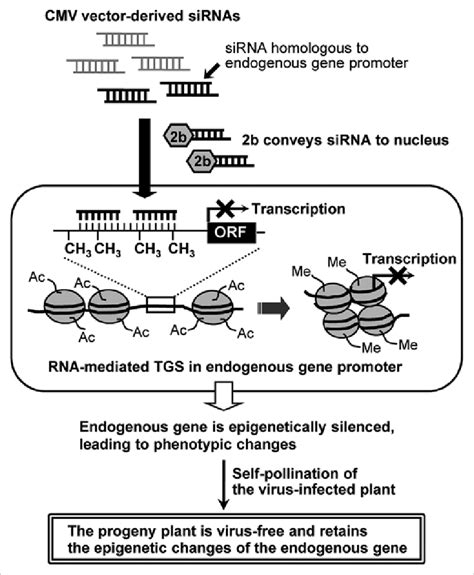 Scheme Of Induction Of Promoter Targeted Silencing And Epigenetic