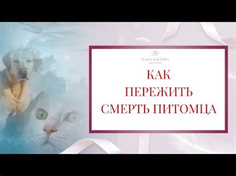Как пережить смерть питомца. Утрата домашнего животного. Как справиться ...