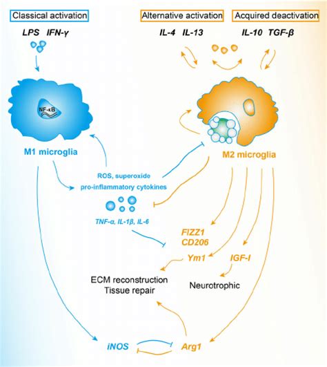 M1 And M2 Microglia Microglia Possess States Of “ Classical