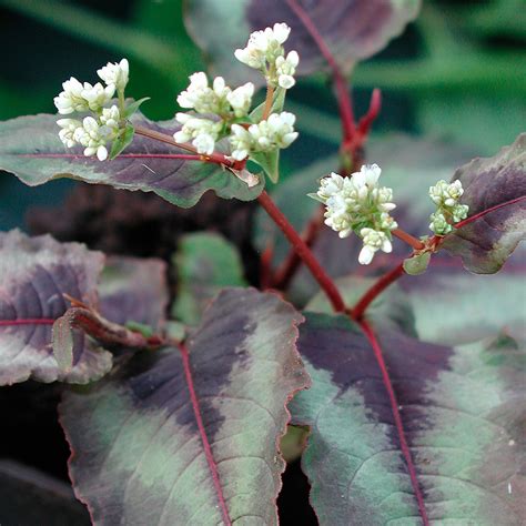 PERSICARIA M RED DRAGON Houtmeyers Plantencentrum En Boomkwekerij