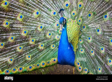 Blue India Peafowl Pavo Cristatus Linnaeus Stock Photo Alamy