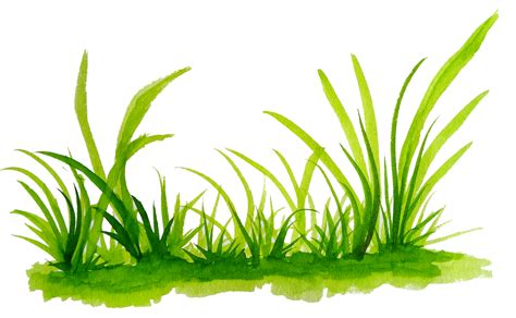 Watercolor Grass Png 18723783 Png