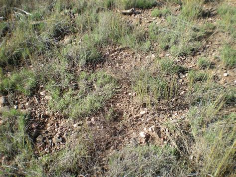 Practical Biology Science For Everyone Northern Arizona Juniper Woodlands