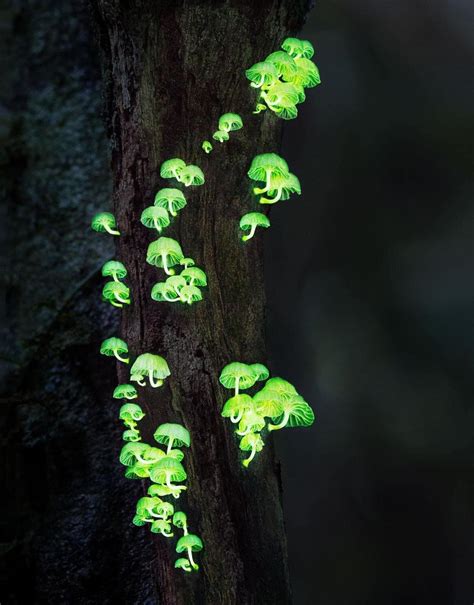 Ovo Su Misti Ne Neobi Ne Gljive Koje Svijetle U Mraku Green Hr