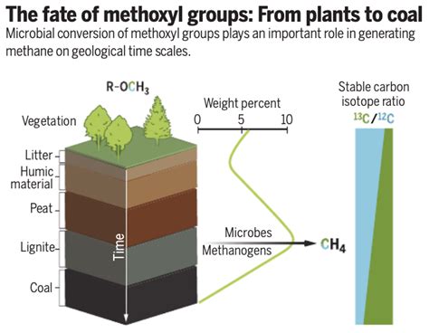 Coal Formation