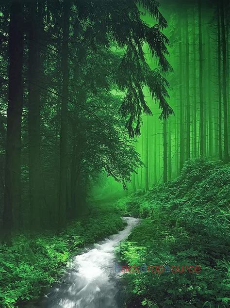 Green Forest Wiki Creepypastas Amino Amino