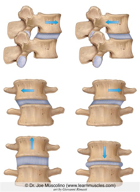 Nonaxial Glide Motions Of The Spine Learn Muscles