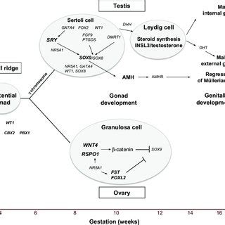 A Summary Of The Critical Molecular And Genetic Events In Mammalian Sex