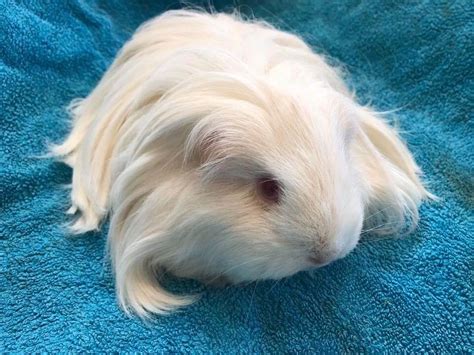Guinea Pig Grooming Nevilles Nest