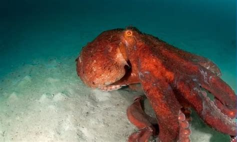 Pescadores Sorprendidos Por Un Pulpo Gigante Del Pac Fico Revista