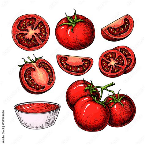 Vecteur Stock Tomato Vector Drawing Set Isolated Tomato Sliced Piece